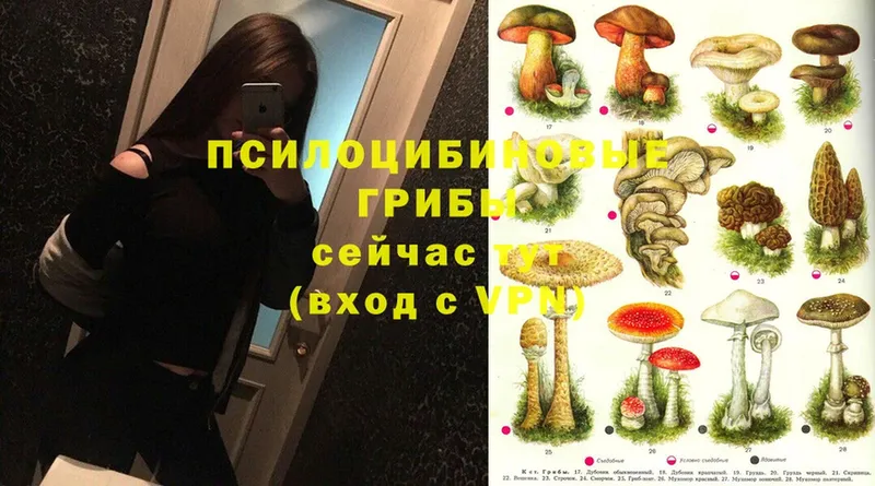 наркота  Будённовск  Псилоцибиновые грибы Magic Shrooms 